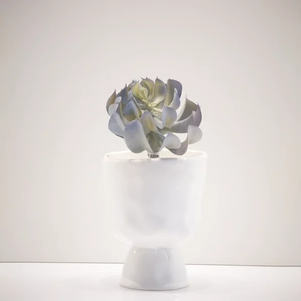 Echeveria Cacti and Succulents