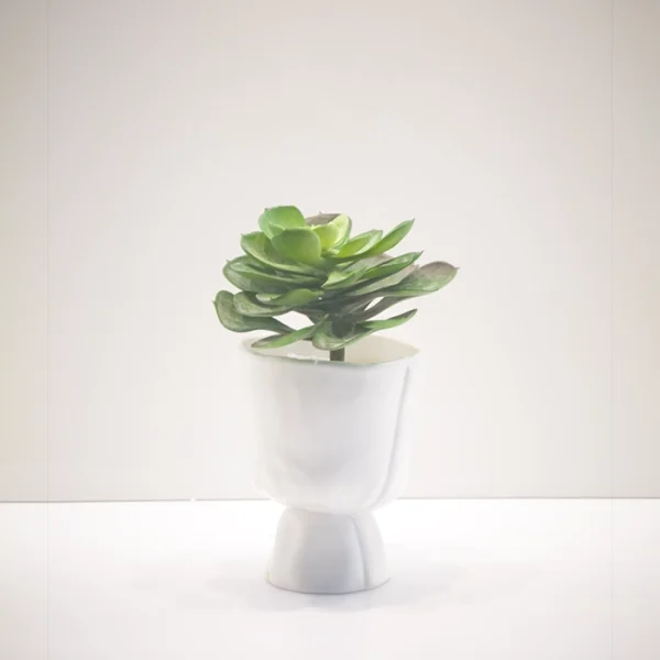 Aeonium Castello-Paivae Plant