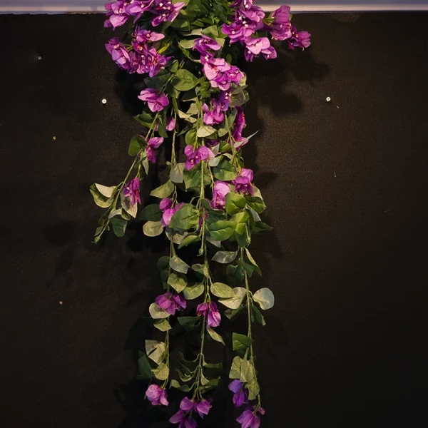 Purple Bogenvellia Hanging Creeper