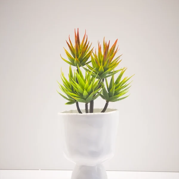 Aloe Vera Shrub Plants