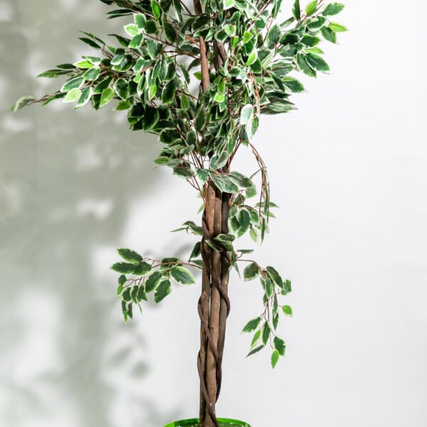 Artificial Ficus plant in a green pot