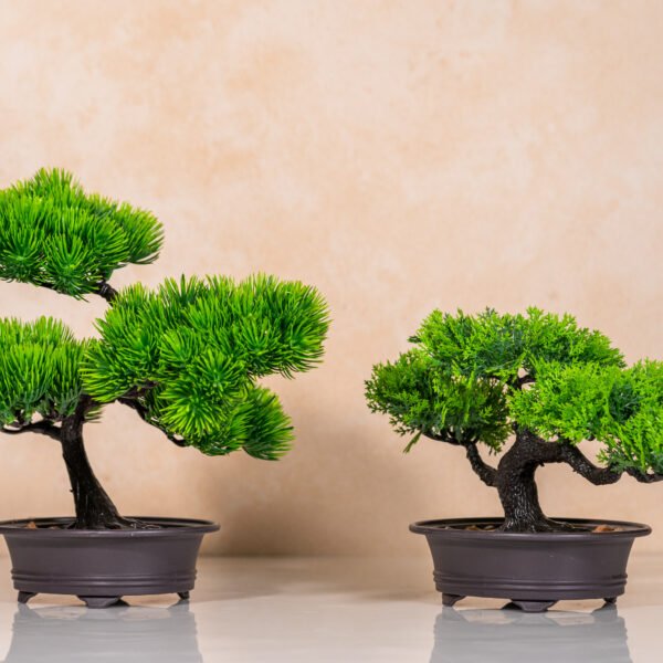 Bonsai Trees in pots